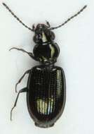 Bembidion (Emphanes) minimum (Fabricius 1792)的圖片