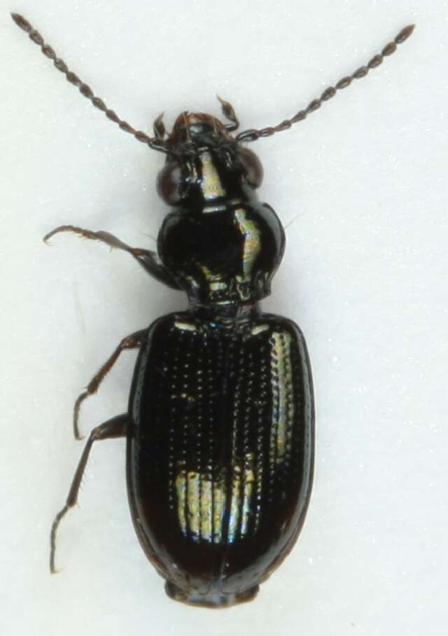 Plancia ëd Bembidion (Emphanes) minimum (Fabricius 1792)