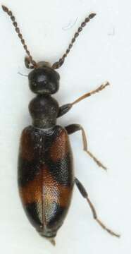 Plancia ëd <i>Anthicus antherinus</i>