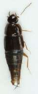 Habrocerus capillaricornis (Gravenhorst 1806) resmi