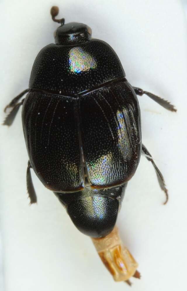 Image of Gnathoncus nannetensis (Marseul 1862)