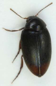 Image of Eucinetus