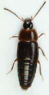 Imagem de Tachinus (Tachinus) corticinus Gravenhorst 1802