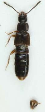 Image of Atheta (Philhygra) melanocera (Thomson & C. G. 1856)