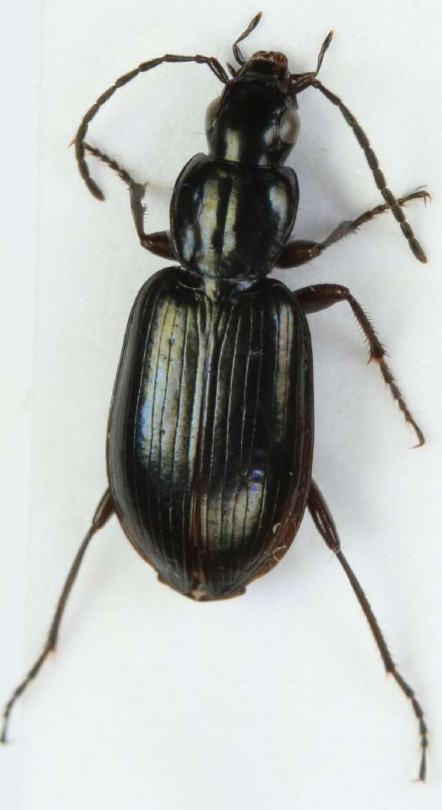 Image of Agonum (Europhilus) thoreyi Dejean 1828