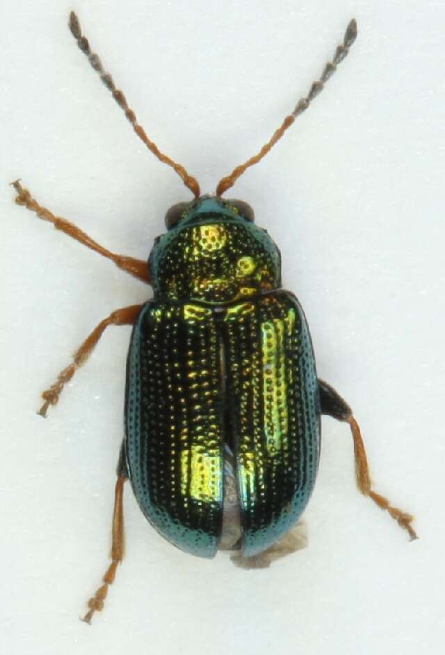 <i>Crepidodera fulvicornis</i> resmi