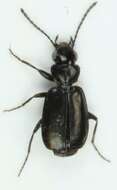 Syntomus truncatellus (Linnaeus 1760) resmi