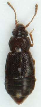 Imagem de Pycnoglypta lurida (Gyllenhal 1813)