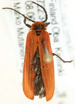 Слика од Dictyoptera aurora (Herbst 1784)