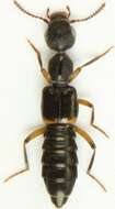 Image of Rugilus (Rugilus) orbiculatus (Paykull 1789)