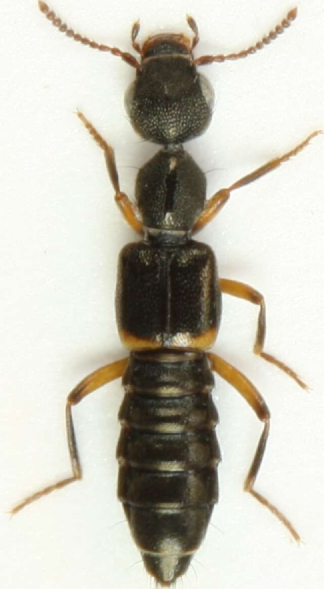 Image of Rugilus (Rugilus) orbiculatus (Paykull 1789)