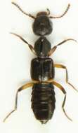 Image of Rugilus (Rugilus) orbiculatus (Paykull 1789)