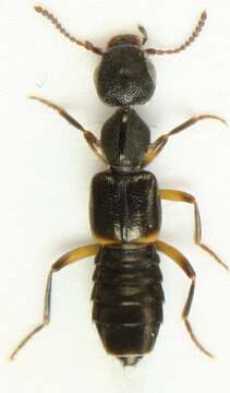 Image of Rugilus (Rugilus) orbiculatus (Paykull 1789)