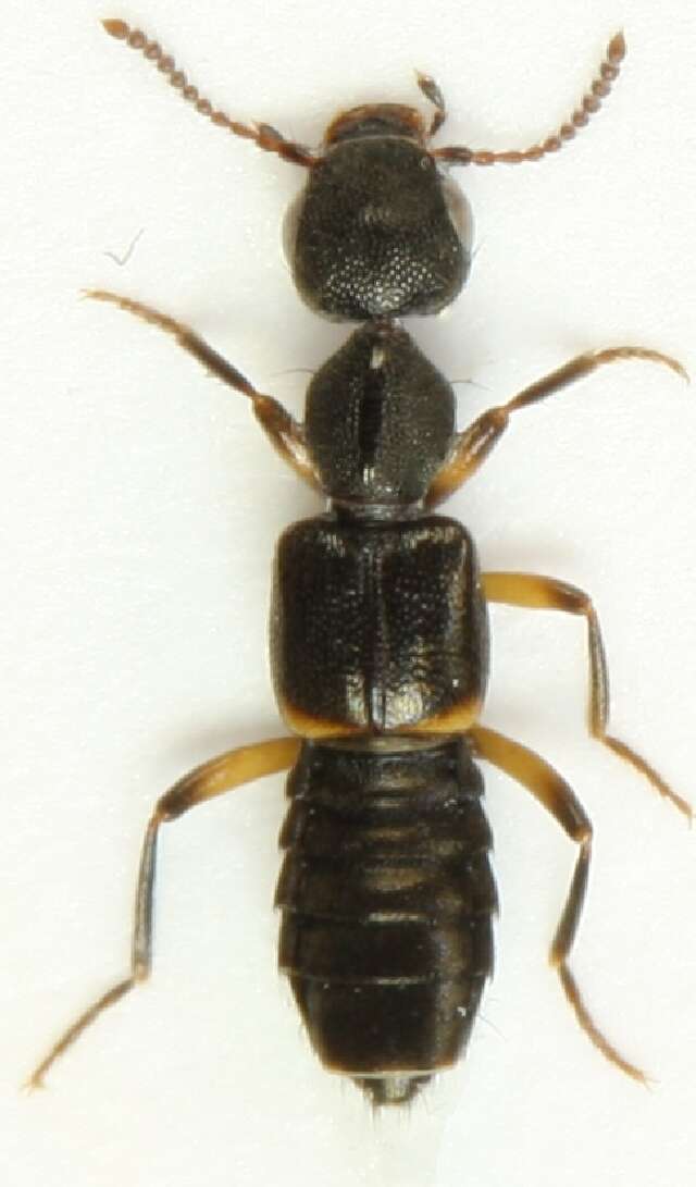 Image of Rugilus (Rugilus) orbiculatus (Paykull 1789)