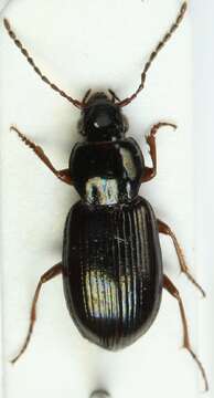 Image of Pterostichus (Phonias) strenuus (Panzer 1796)