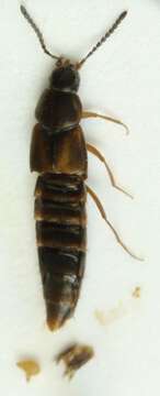 Image of Oxypoda (Oxypoda) acuminata (Stephens 1832)