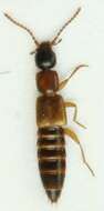 Image of Lithocharis nigriceps Kraatz 1859