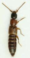 Image of Lithocharis nigriceps Kraatz 1859