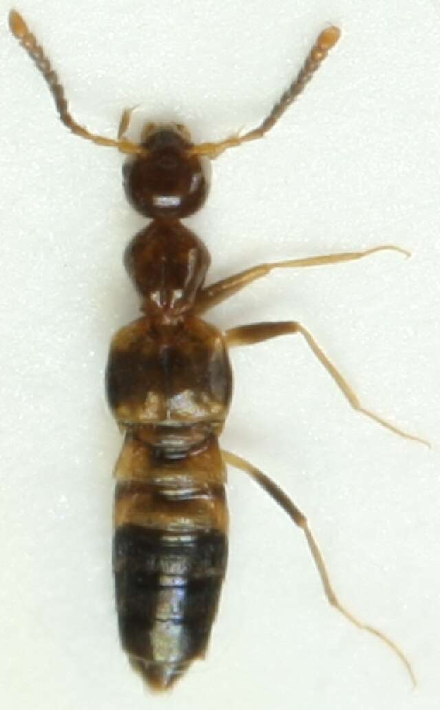 Image of Rove beetle