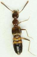 Image of Rove beetle