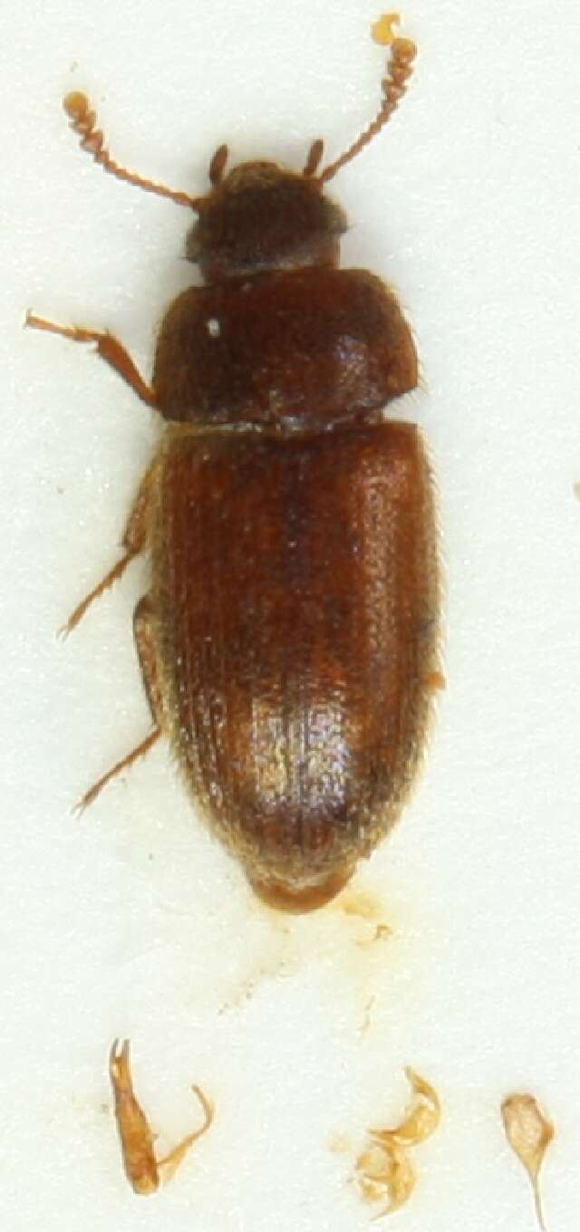 Image of Typhaea