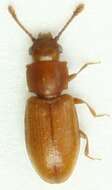 Image of Foreign Grain Beetle