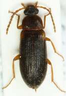 Image of <i>Mycetochara axillaris</i>