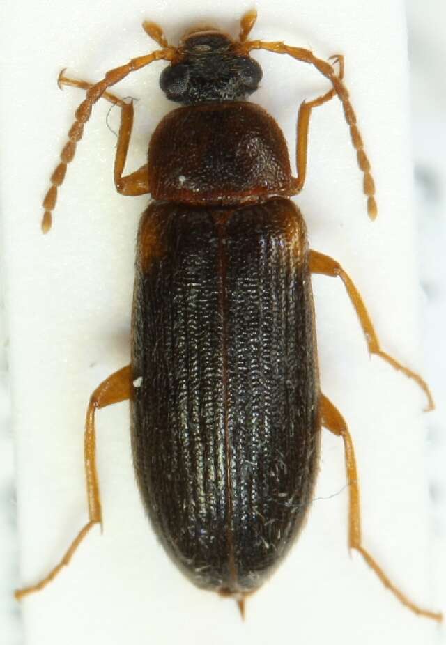 Image of <i>Mycetochara axillaris</i>