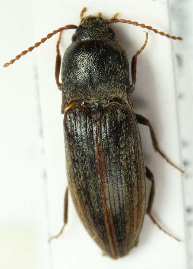 Image of Lined Click Beetle