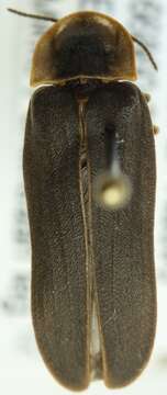 Image of common glow-worm