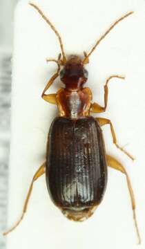 Image of Dromius (Dromius) agilis (Fabricius 1787)