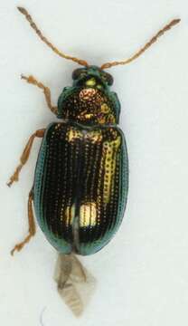 <i>Crepidodera fulvicornis</i> resmi