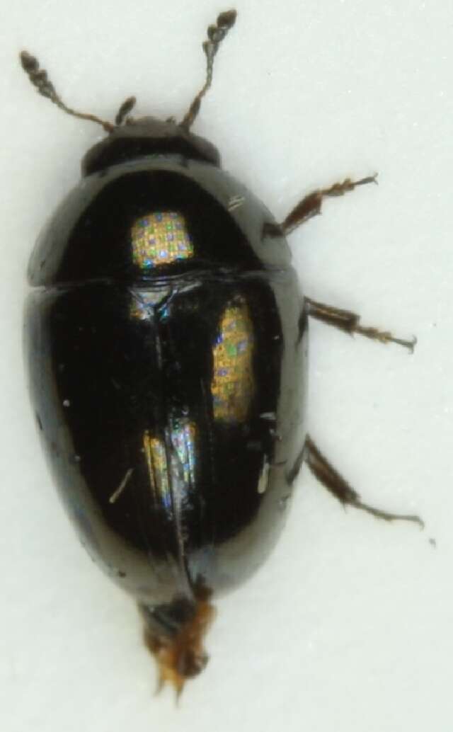 Image of <i>Olibrus aeneus</i>