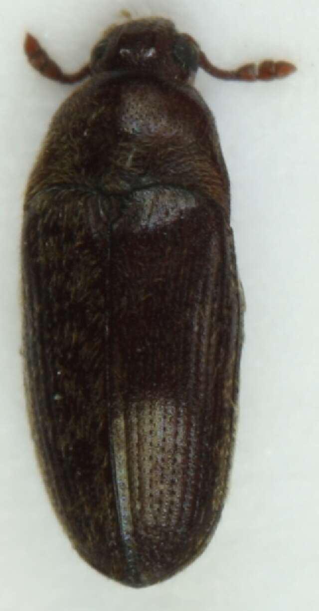 Image of <i>Trixagus dermestoides</i>