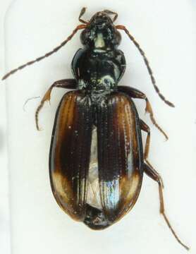 Image of Ground beetle