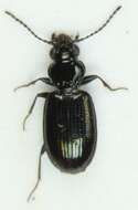 Bembidion (Emphanes) minimum (Fabricius 1792)的圖片