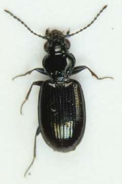 Plancia ëd Bembidion (Emphanes) minimum (Fabricius 1792)