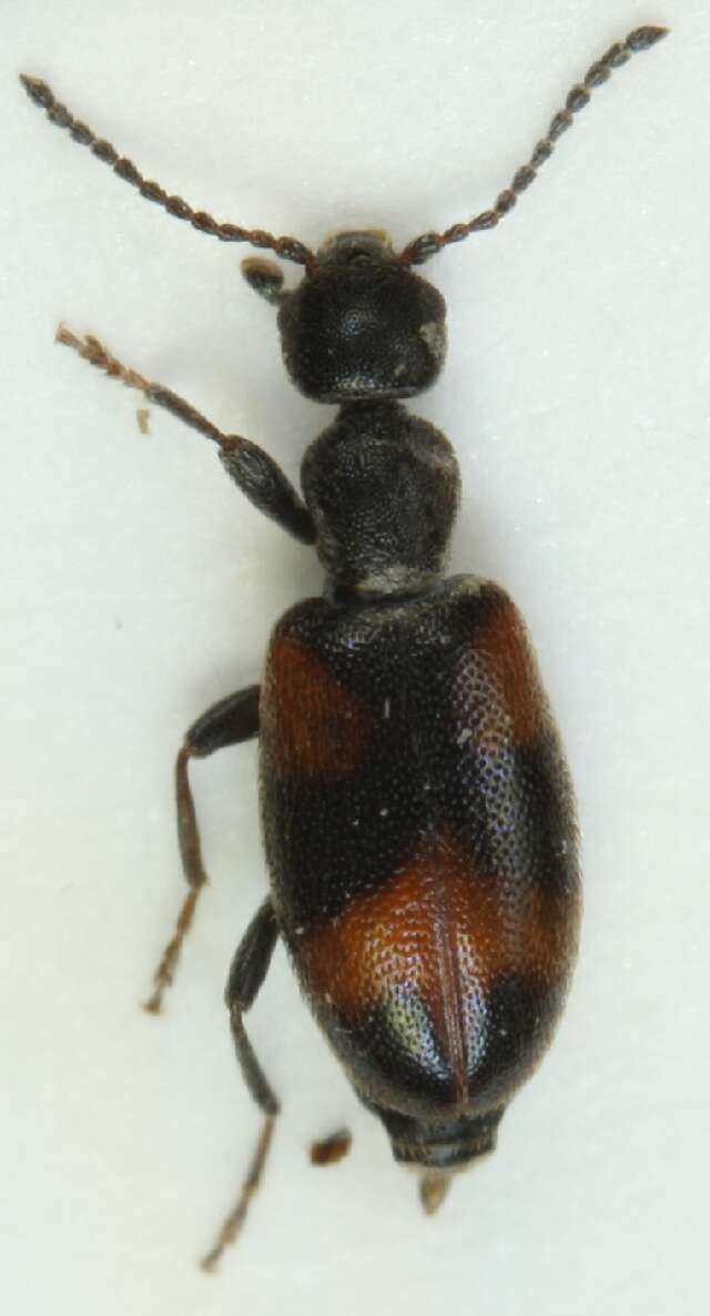 Plancia ëd <i>Anthicus antherinus</i>