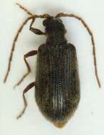 Image of <i>Ptinus rufipes</i>