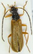 Image of <i>Rhagonycha lignosa</i>