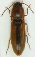 صورة <i>Dalopius marginatus</i>