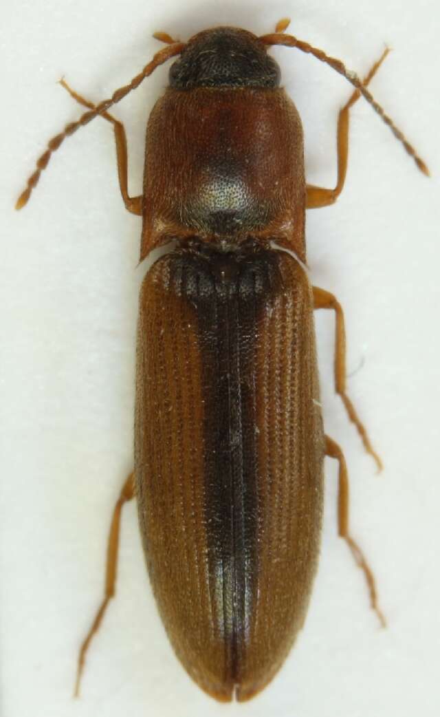 Image of <i>Dalopius marginatus</i>