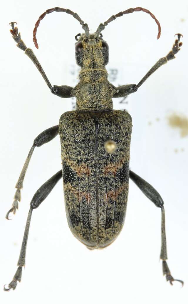 Image of Blackspotted Pliers Support Beetle