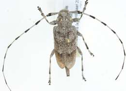 Image of Timberman beetle