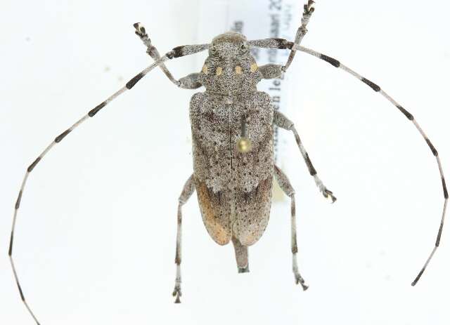 Image of Timberman beetle