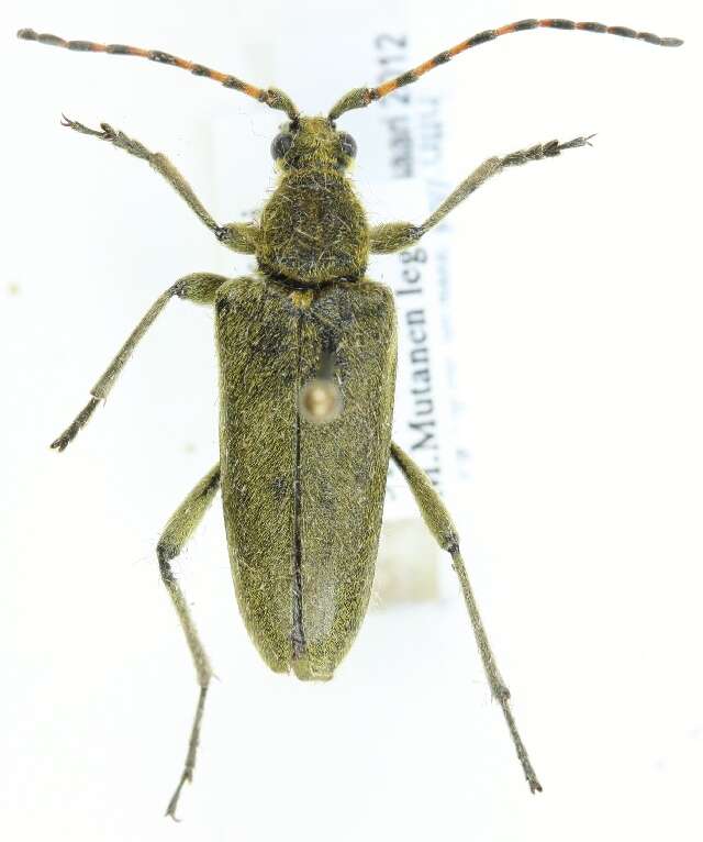 Image of Lepturobosca virens (Linné 1758)