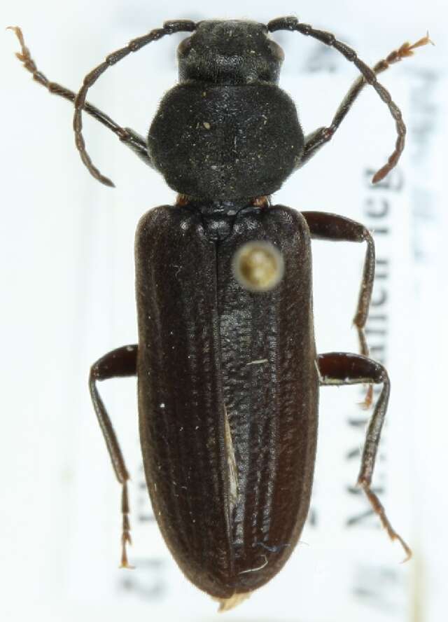 Image of Black Spruce Borer