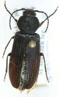 Image of Black Spruce Borer