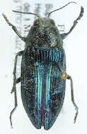 Imagem de Buprestis rustica Linnaeus 1758