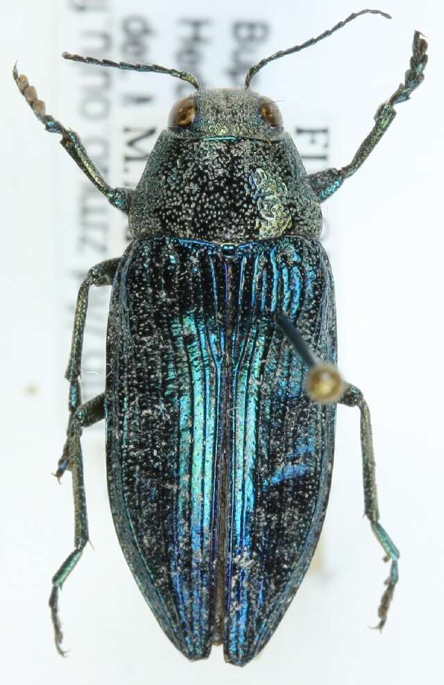 Imagem de Buprestis rustica Linnaeus 1758